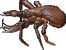 Coconut Crab